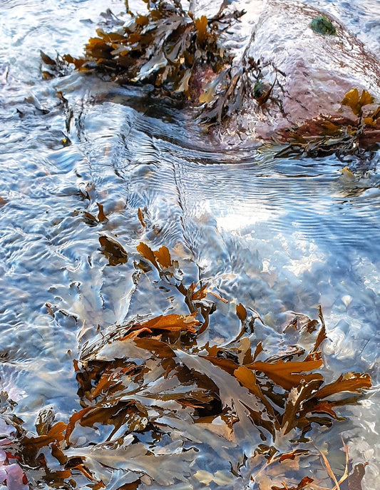 Seaweed Bath (Fucus serratus)