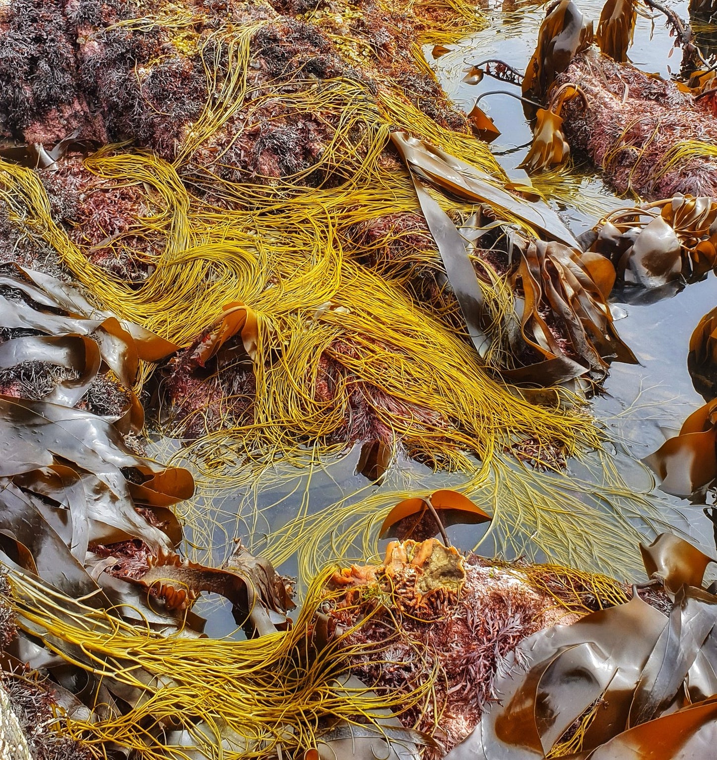 Sea Spaghetti (Himanthalia elongata)