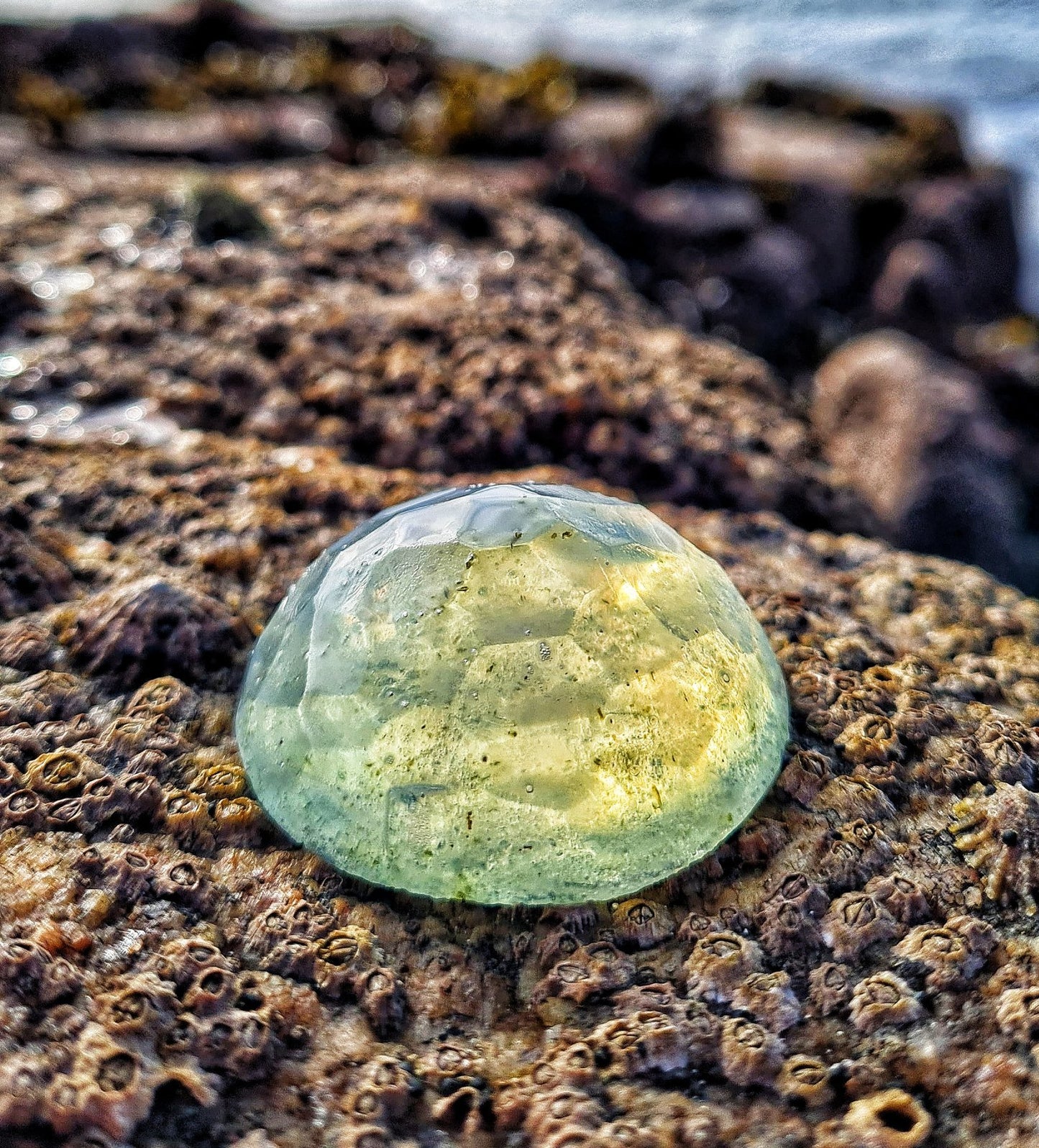 Ocean Poem // Botanical Soap